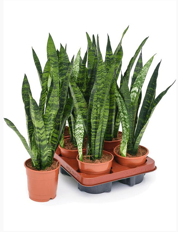 Сансевиерия Блек Корал d12 h40 