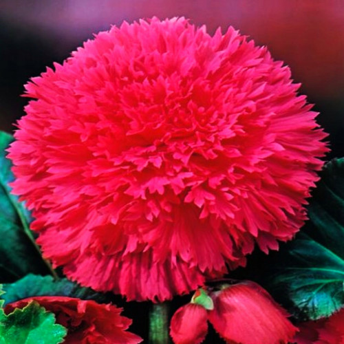 Клубень Бегония Фимбриата Пинк   5/6  2 шт 