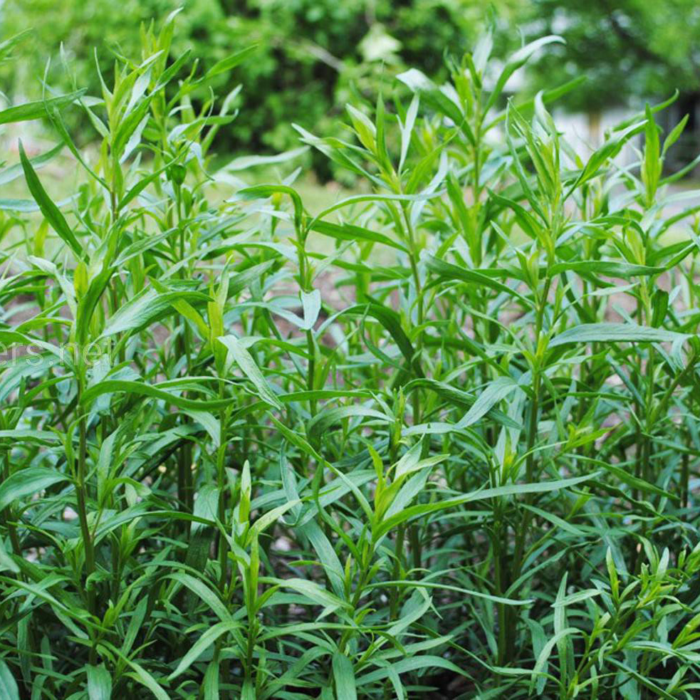 Эстрагон Р9 ЕГ 