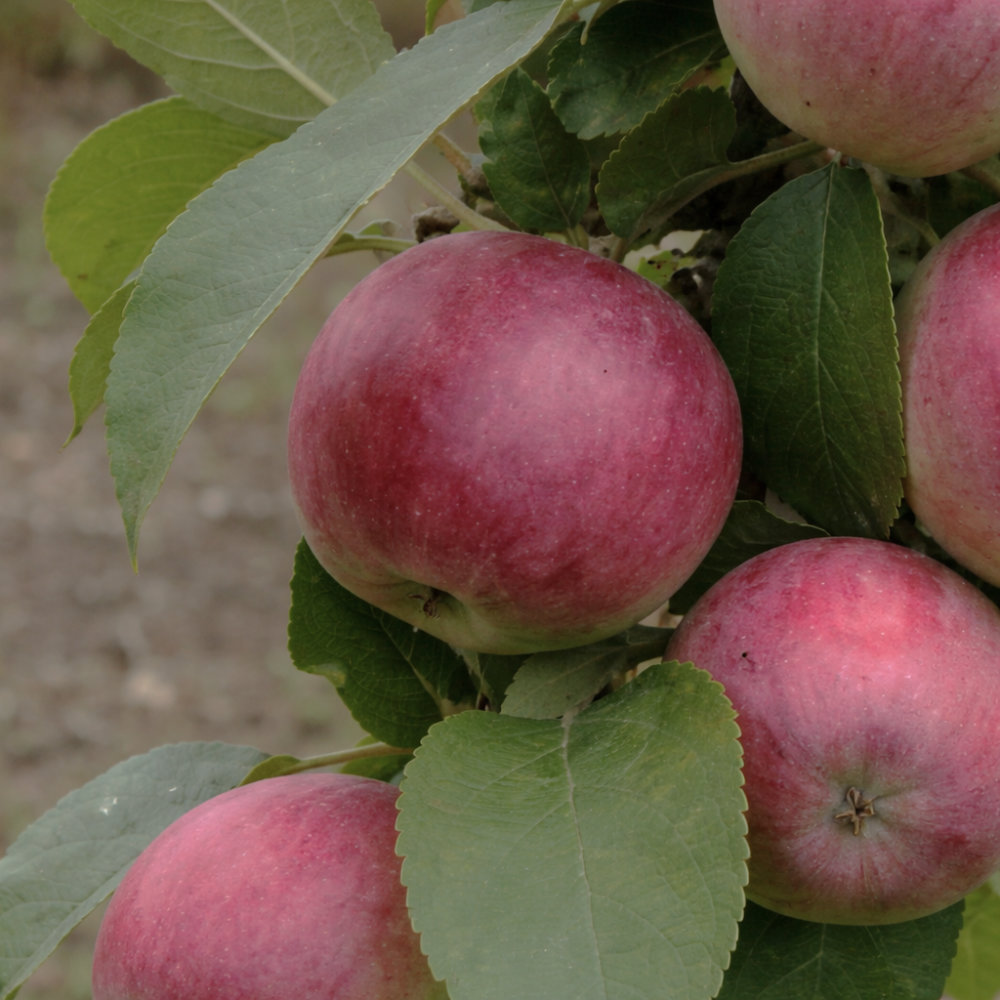 Яблоня колоновидная Камиха v7 60-80 Tim