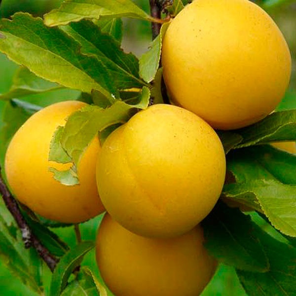 Алыча Мара v7 100-140 Tim 