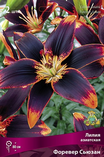 Луковица Лилия азиатская Форевер Сьюзан 3шт Поиск 