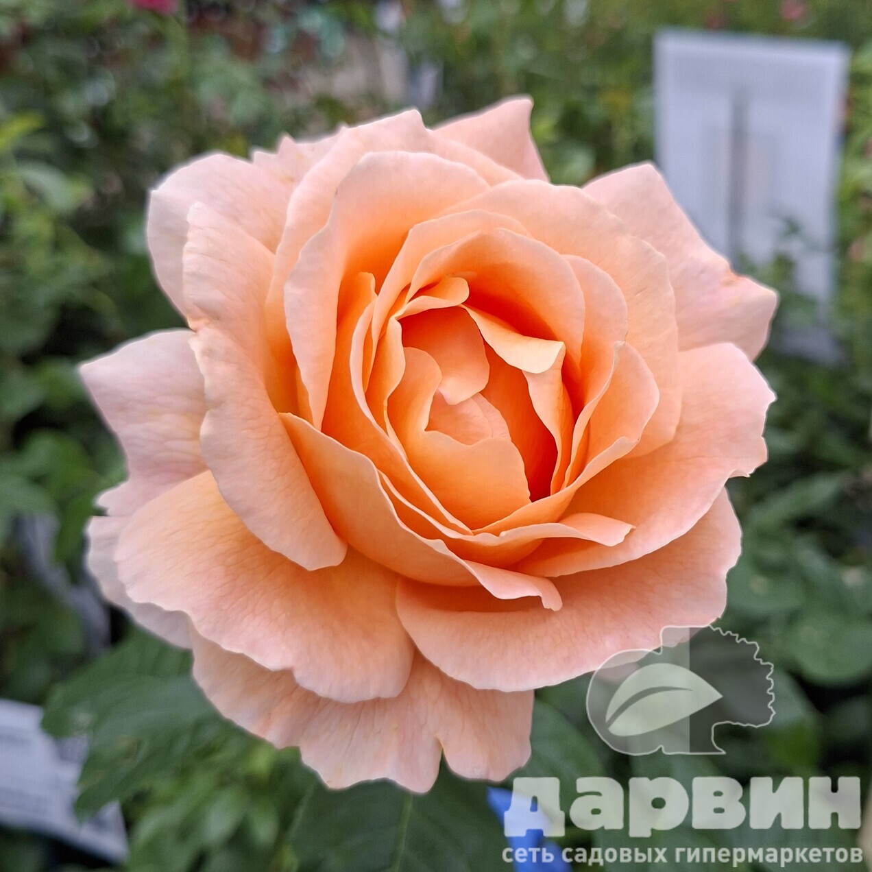 Роза плетистая Полька v5 Lav 