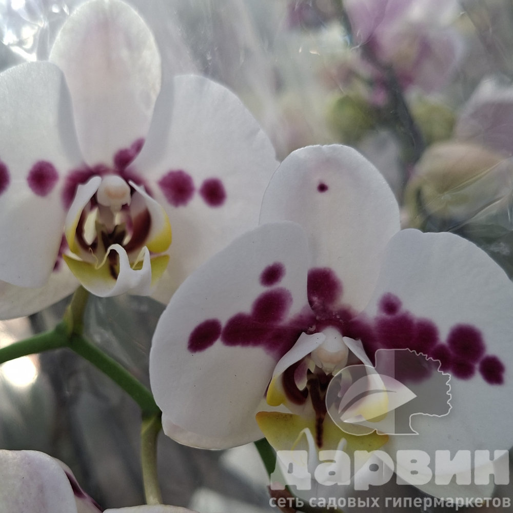 Фаленопсис 2 ст д12 ЯР ватермарка