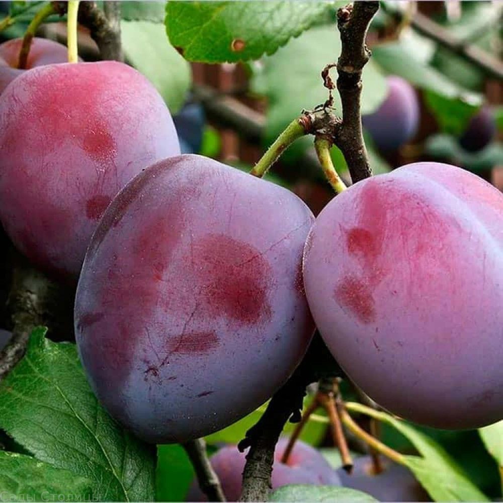 Слива Этюд 80-100 Tim 