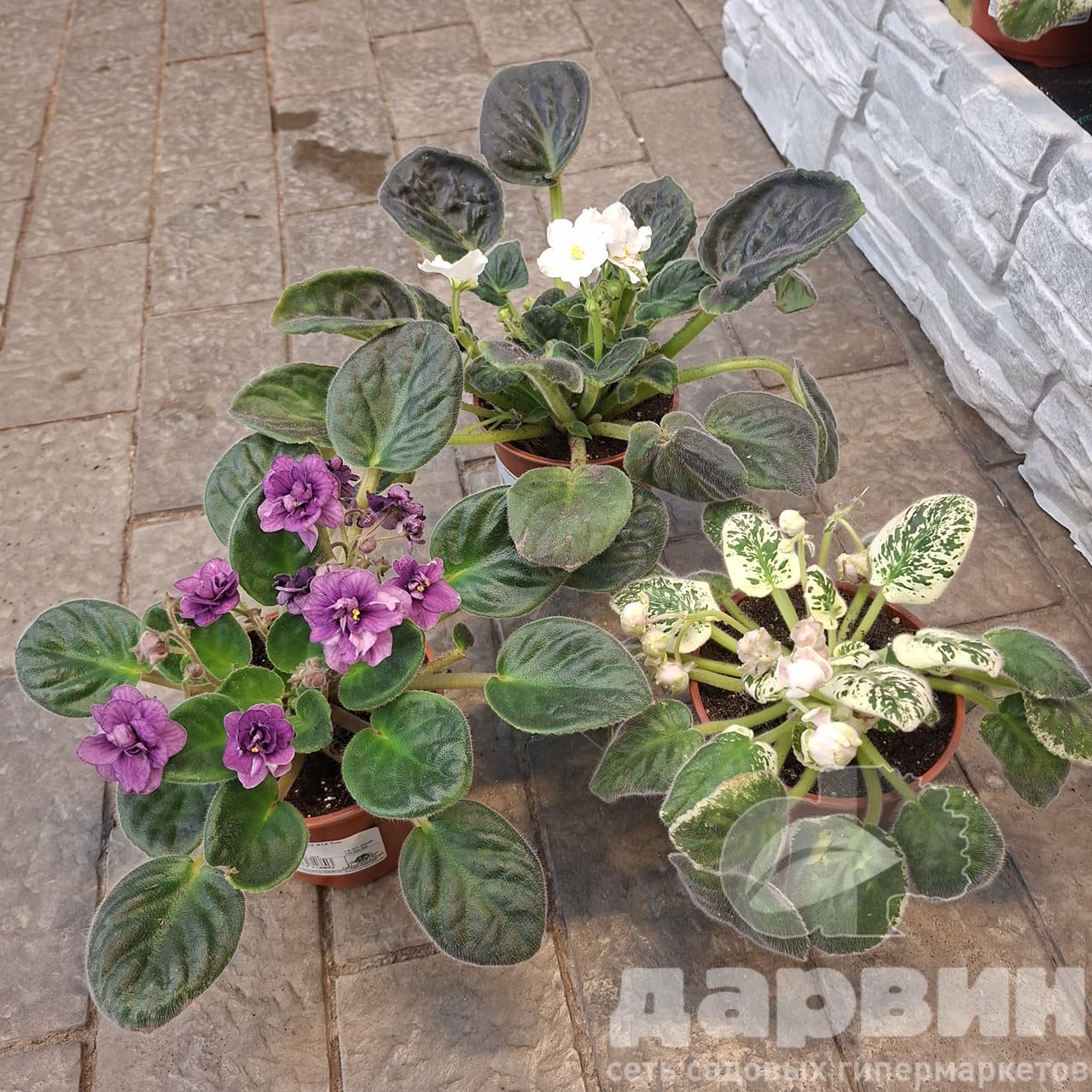 Фиалка д12 тим WM