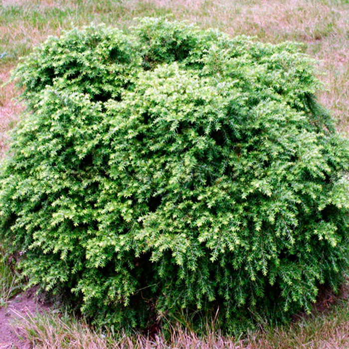 Растение тсуга канадская Нана C5, 30-40 Bor 