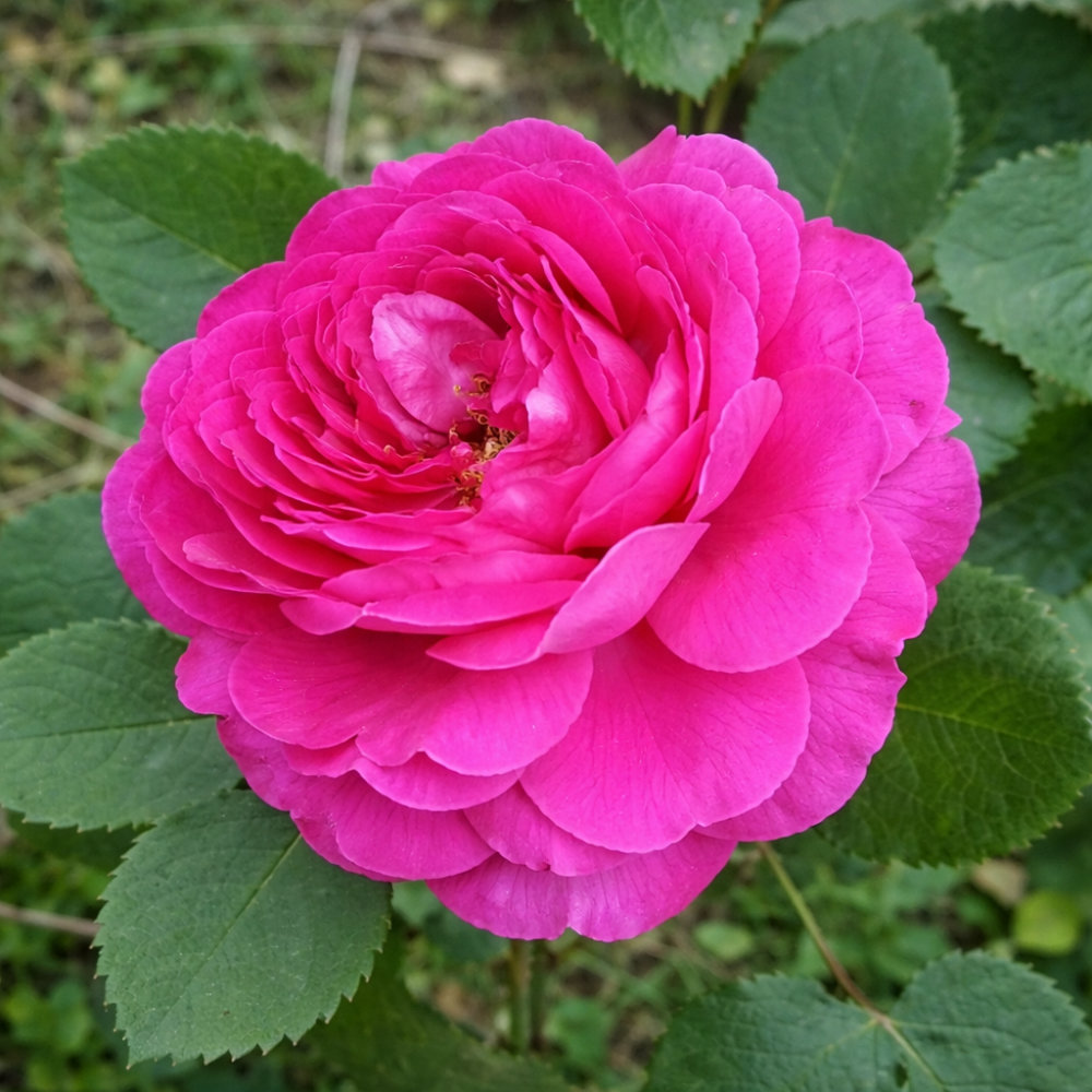 Роза английская Принцесса Анна v5 Lav 