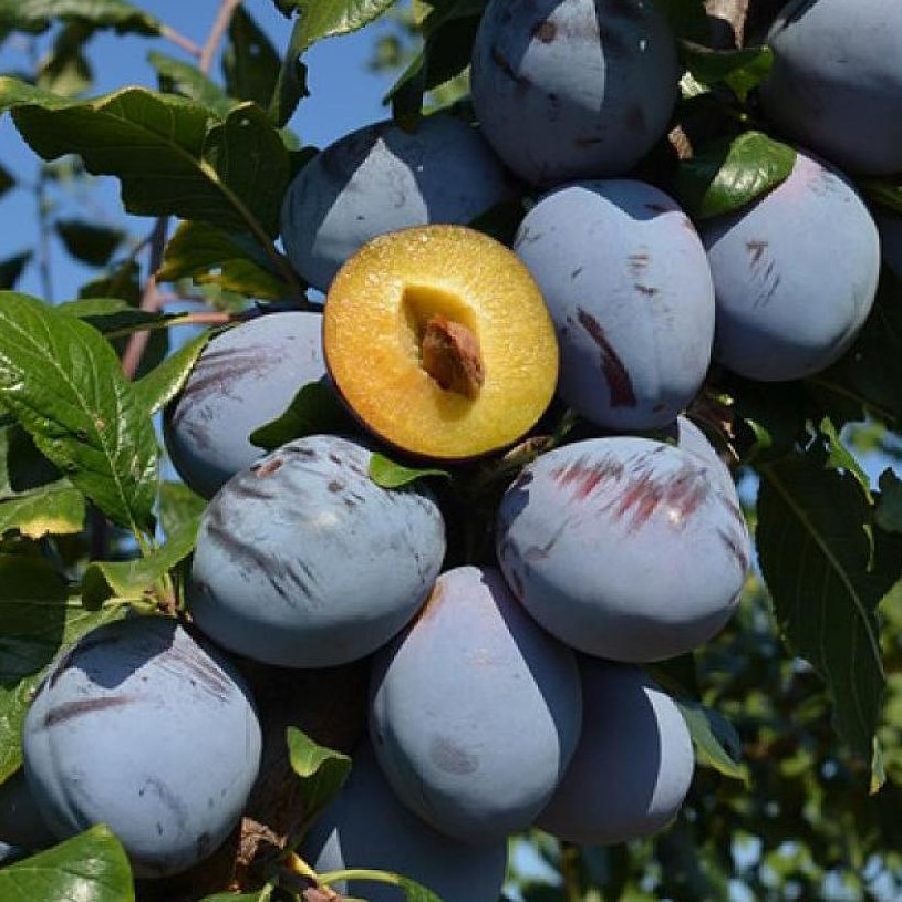 Слива Топ Гигант С7,5 Н100-140 ЦО 