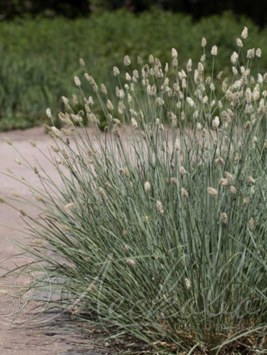 Сеслерия v1,5 Push 