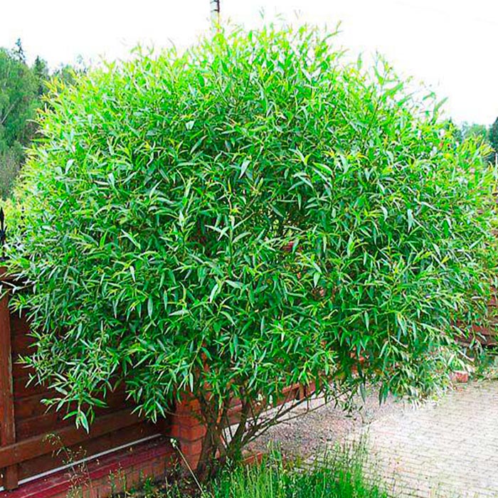 Ива  декор.P24, Ра 120 