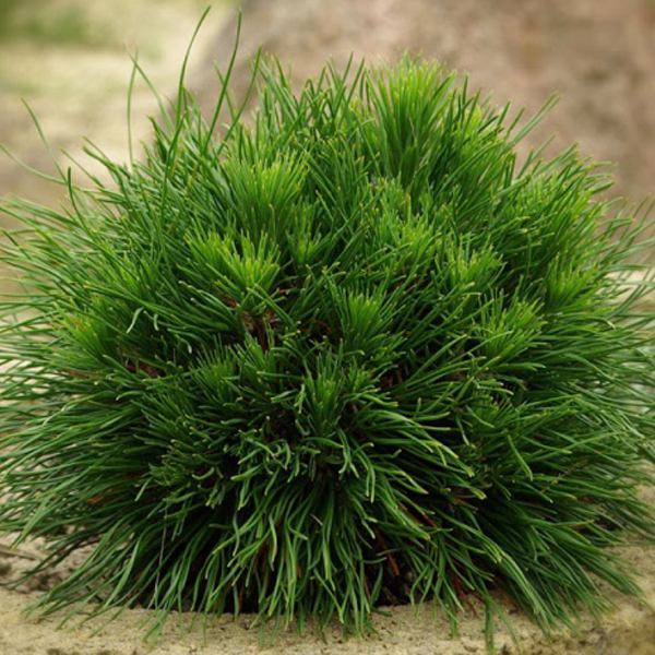 Сосна горная Варелла C15 30-40 CM TW 