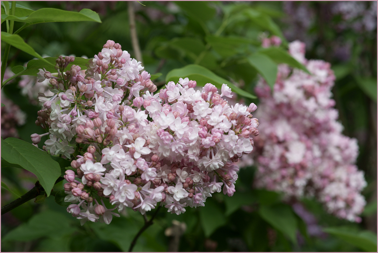 Сирень обыкновенная Красавица Москвы C15 90-120 CM Tw 