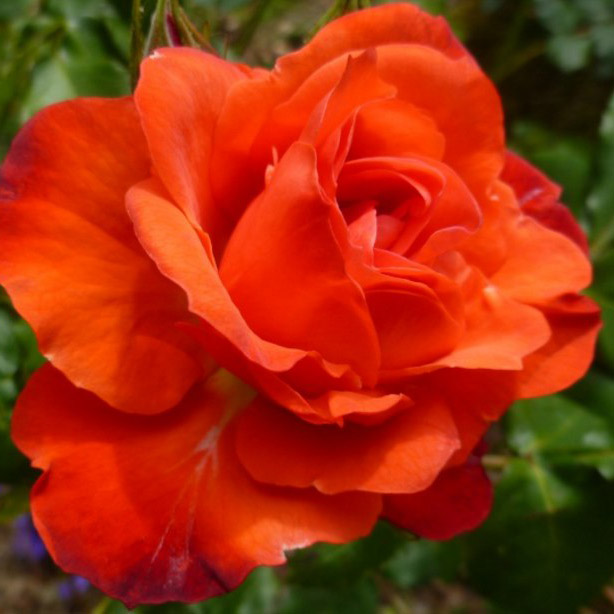 Я_Роза полиантовая Орандж Сенсейшион v7 Tim 