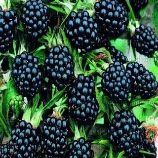 Ежевика Агавам v3 Lav 