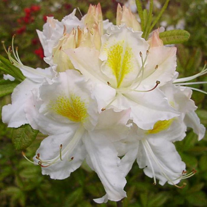 Азалия гибридная Шнееголд c5 