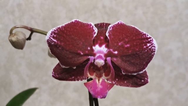 Фаленопсис Азиатская скрипка d12 h45 