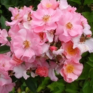 Роза плетистая Клэр Матин v2 