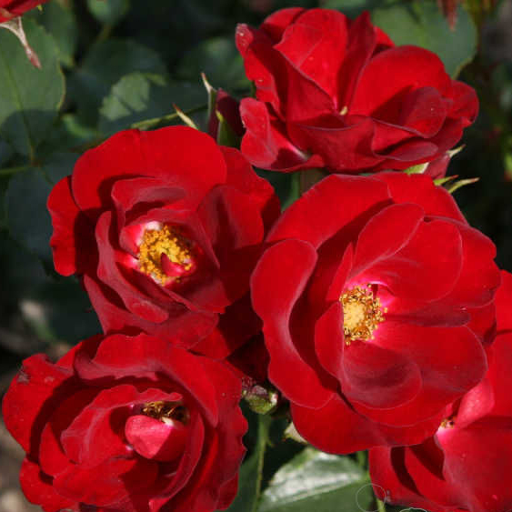 Роза почвопокровная Морондо v5 Dem 