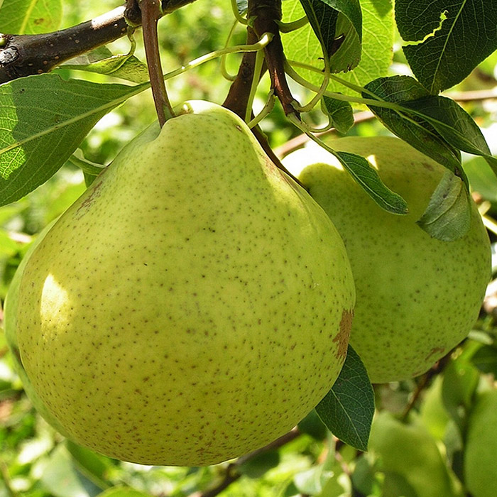 Груша Подарок к 100-летию Мичурина 2-х летка 