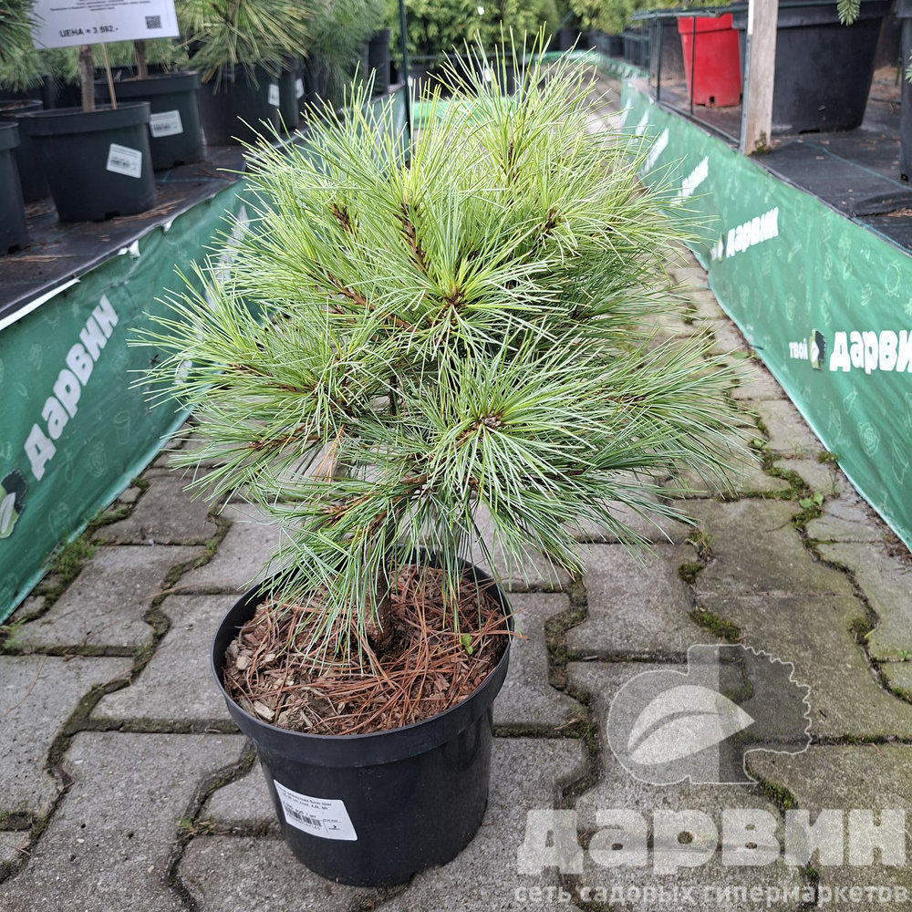 Сосна веймутова Блю Шаг 25-30 cm cont. 4,0L Mt 