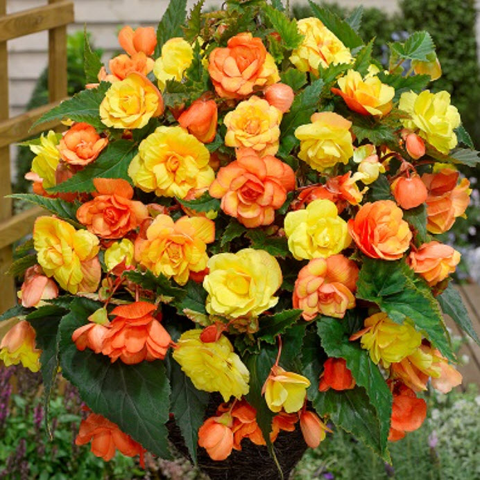 Клубень Бегония Иллюминейшн Эприкот 4/5 2шт. Поиск 