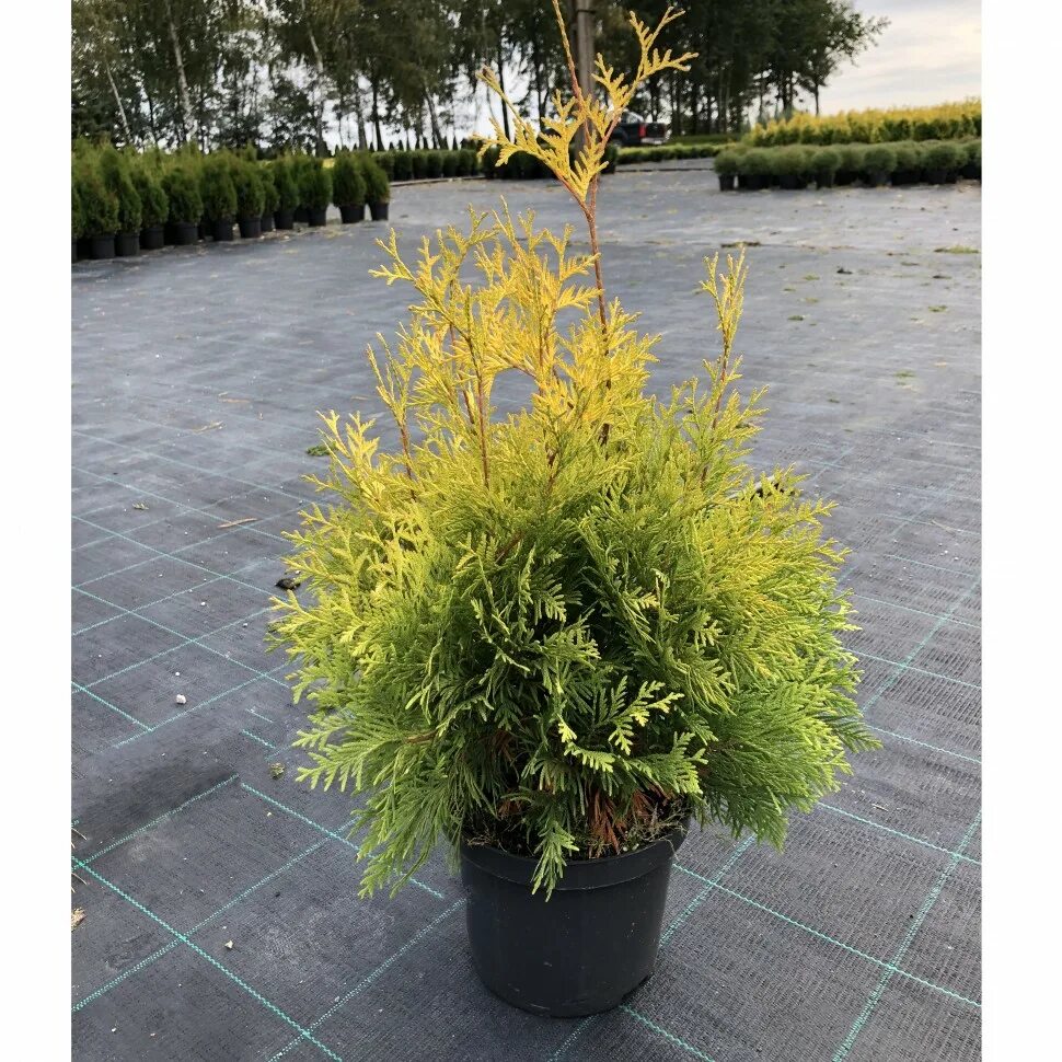 Туя западная Йеллоу Риббон v3 60-80 Bor 