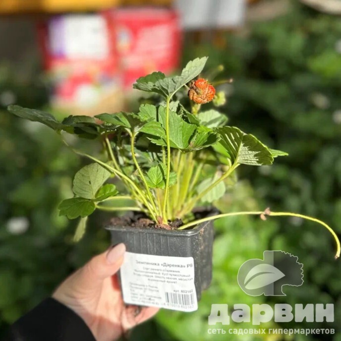 Земляника Даренка Р8 bix 
