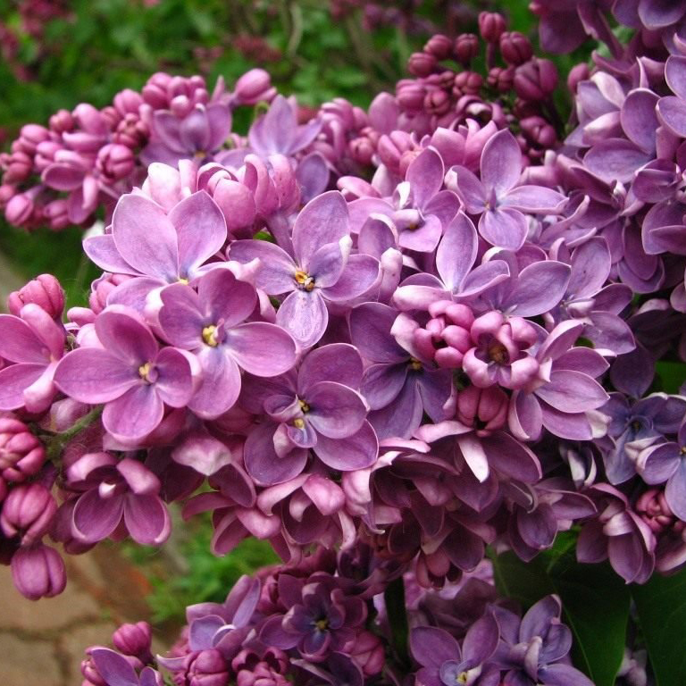 Сирень Кавур v2-3 Tim-FT 