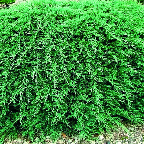 Можжевельник горизонтальный Вилтони С2, 10-20см BL 