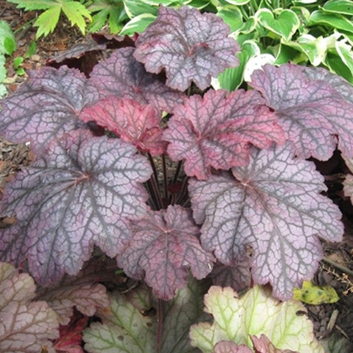 Гейхера Магнум d12 ХР 