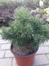 Сосна обыкновенная Скъяк v2 