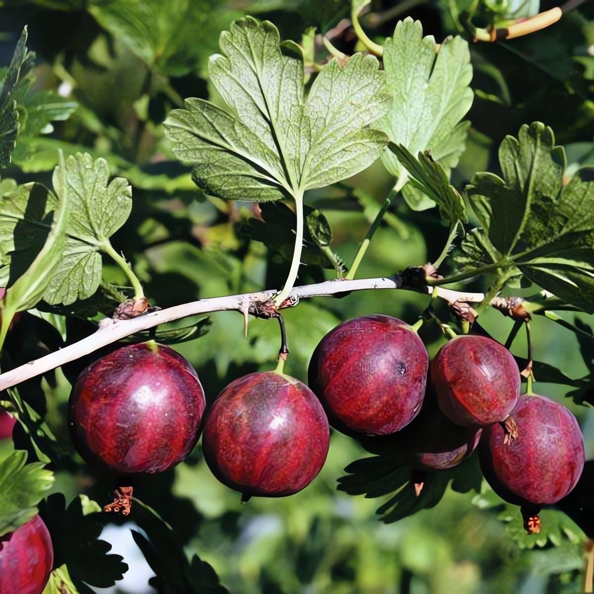 Крыжовник Колобок красн v5 Tim 