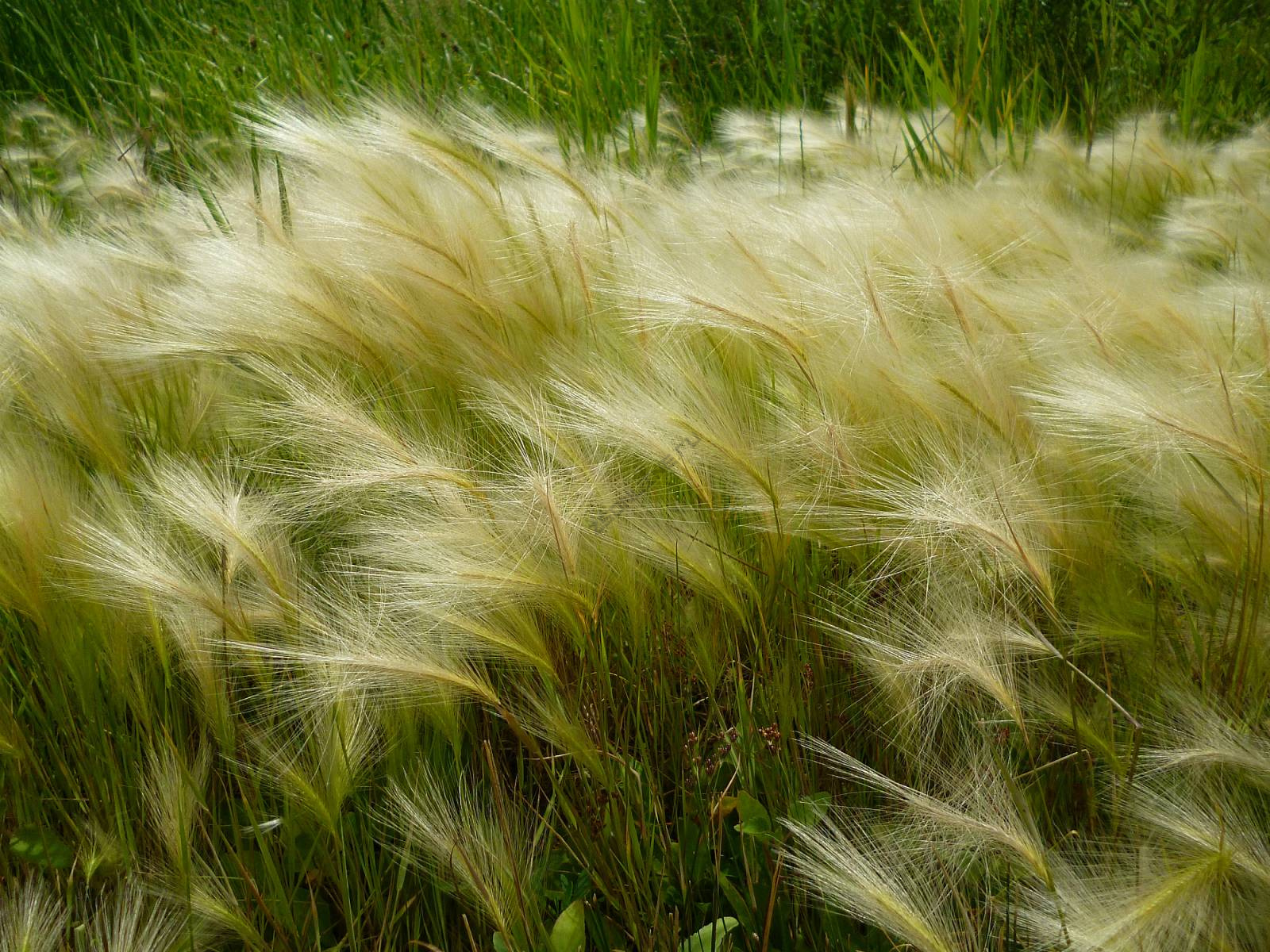 Ячмень гривастый (С2) ЦО 