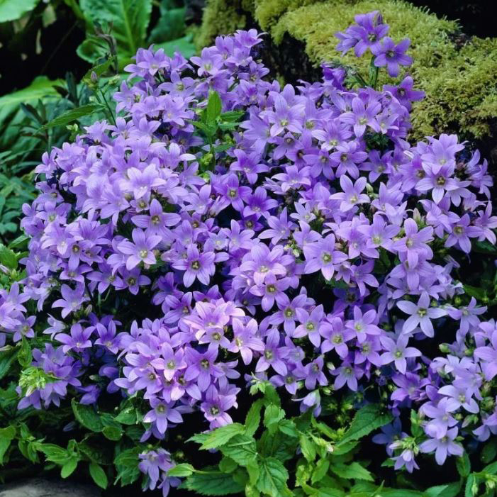 Колокольчик молочноцветковый Поуффе Tim 