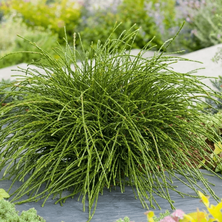 Туя складчатая Випкорд v2 Lav 