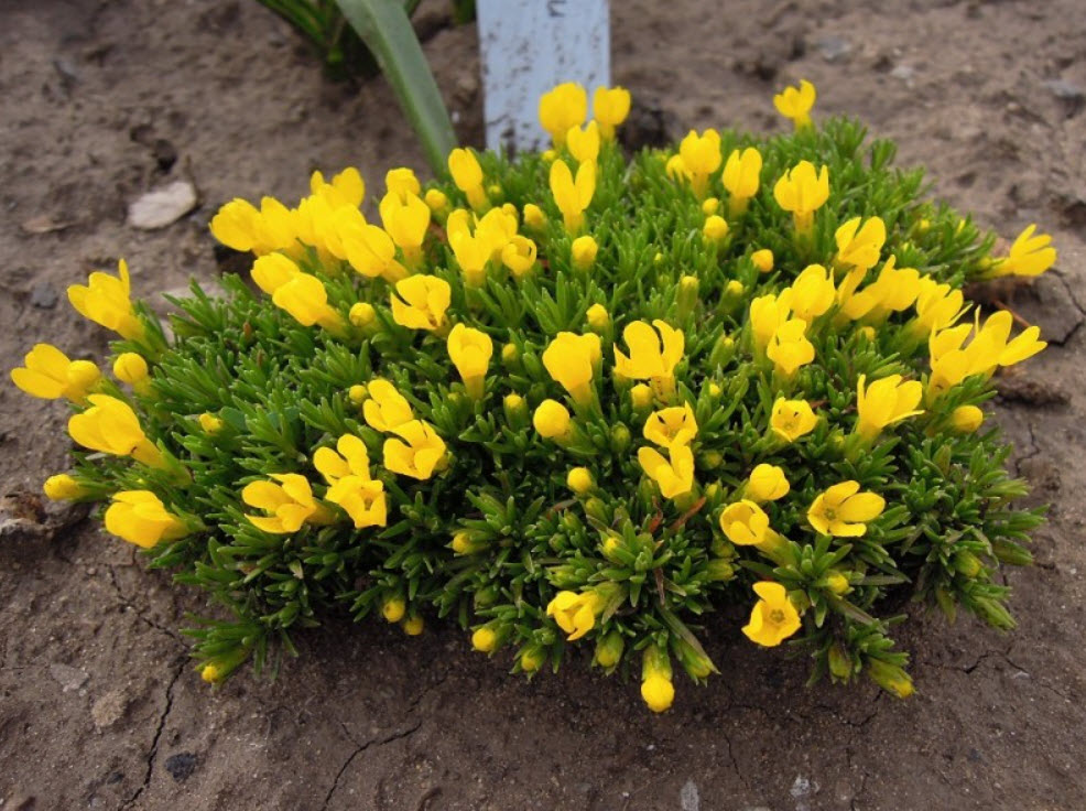 Виталина v1,5 Push 