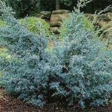 Можжевельник китайский Блю Альпс v7,5 40-60 Bor 