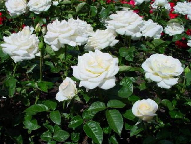 Роза чайно-гибридная Белый Медведь в коробке Аэлита 