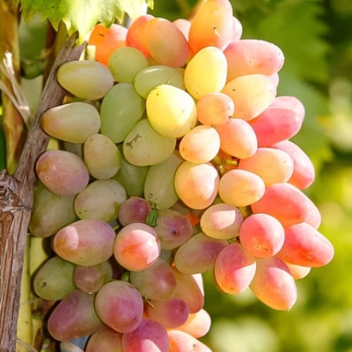 Виноград плодовый  Арочный розовый v5 Tim по цене  Виноград плодовый  Арочный розовый v5 Tim