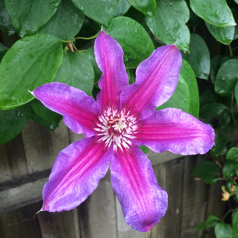 Клематис Файерворкс v2 