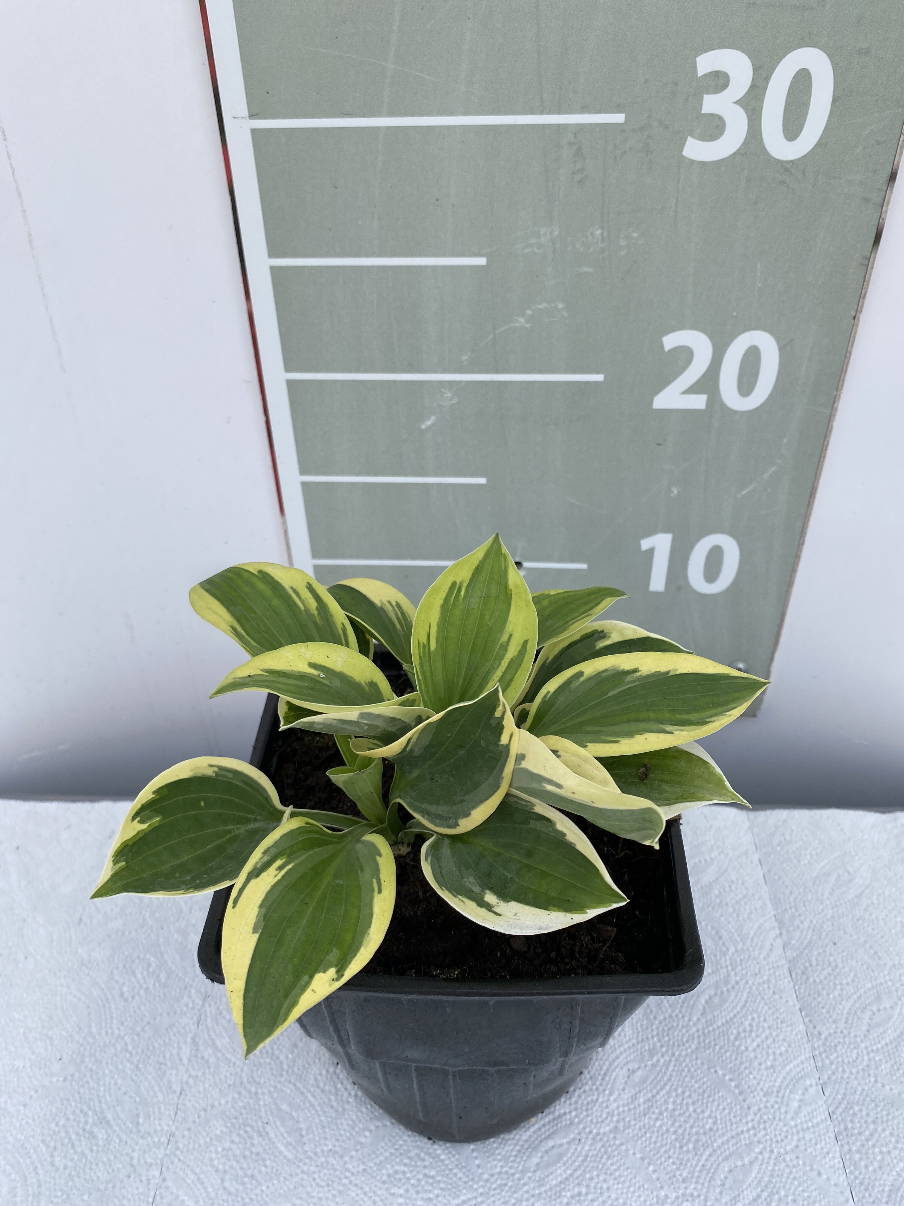 Хоста Брим Кап v2 Lav 