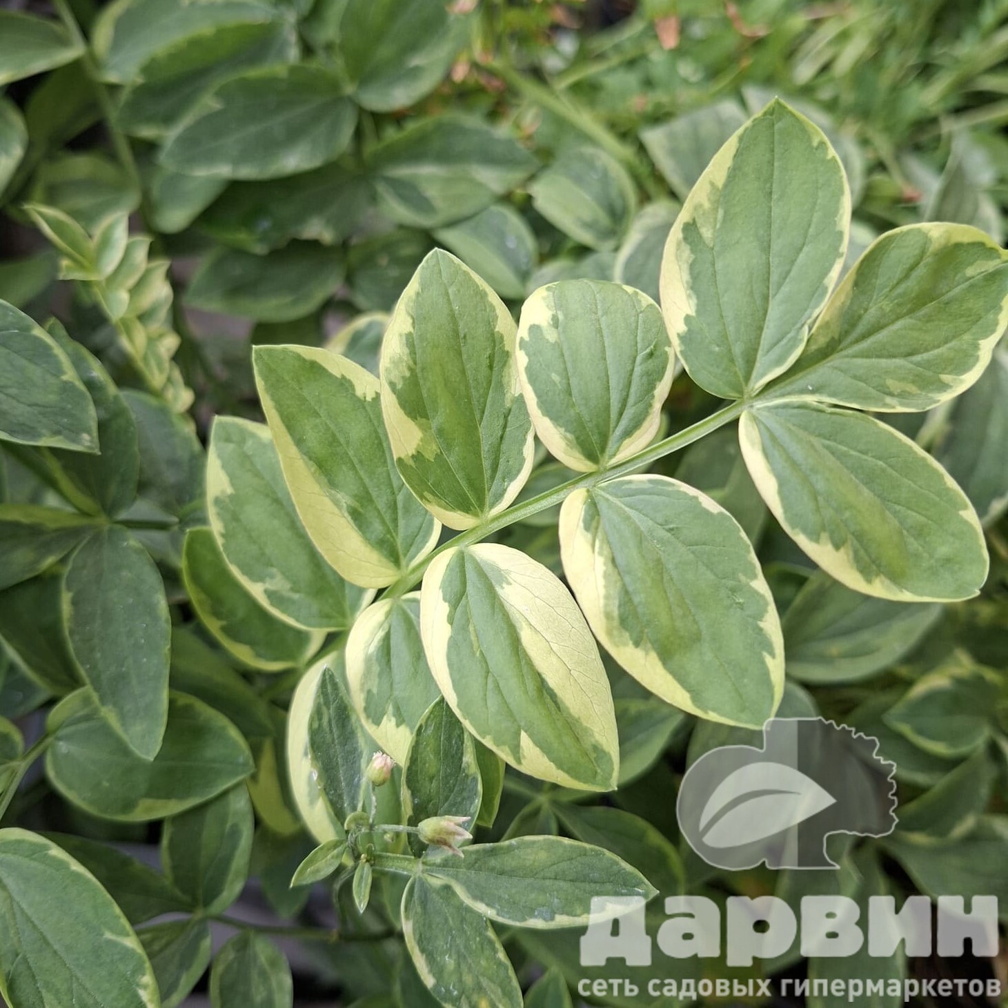 Синюха Старвей ту Хевен v2 Tim 