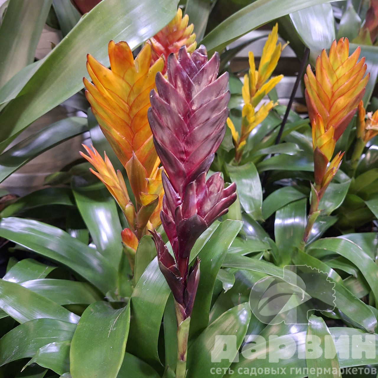 Бромелия в ассортименте d9 h40 