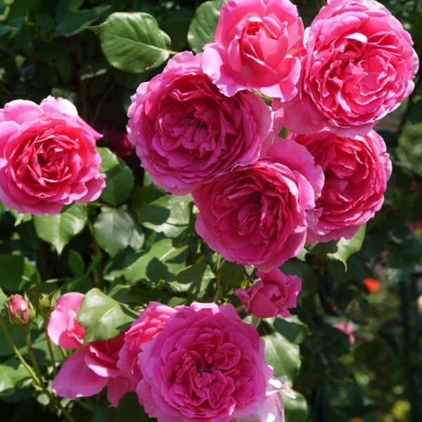 Роза флорибунда Парад, c5 Tim 