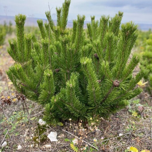 Сосна горная 60-80 ПВ 