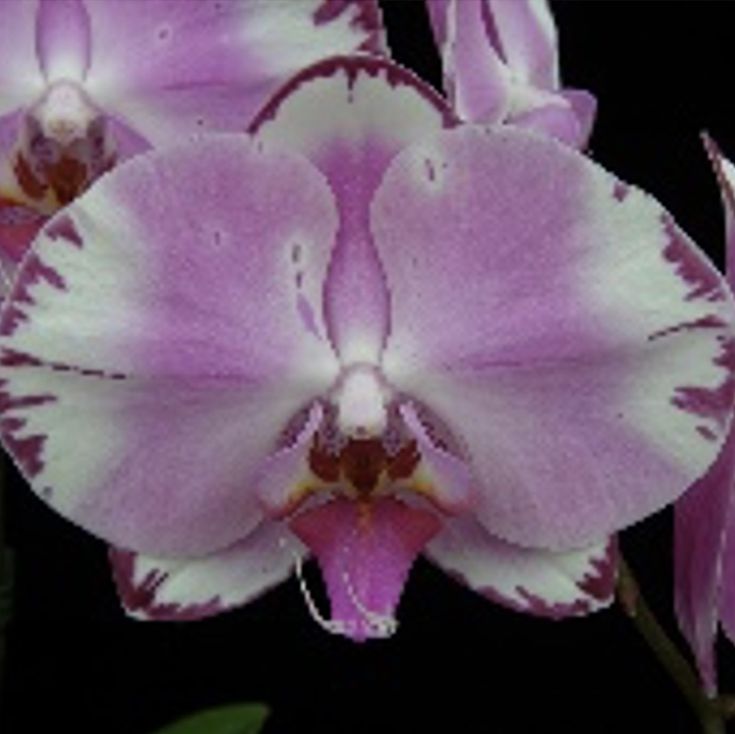 Фаленопсис 2 вет Бразер Ю d12 h55 