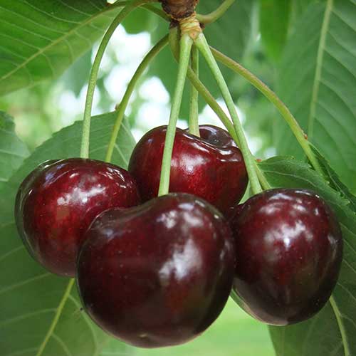 Черешня Аделина v 5-10 