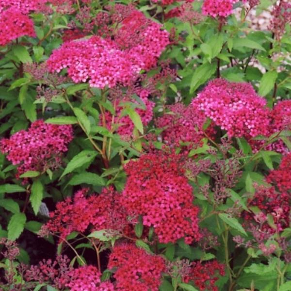 Спирея японская в асс. с3 