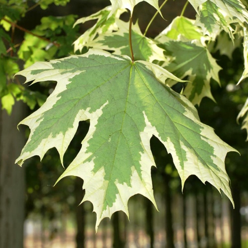 Клен остролистный Друммонди 175-200, Tw 